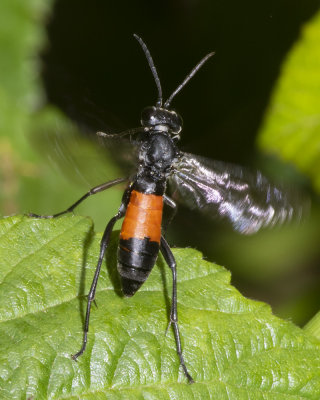 Sawfly - Macrophya annulata 13/06/18_flying.jpg