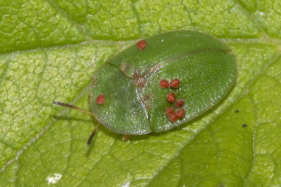 Tortoise Beetle - Cassida rubiginosa 18/06/18.jpg