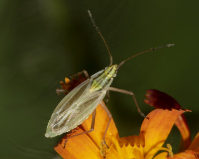 Mirid Bug - Acetropis gimmerthalii 22/06/18.jpg