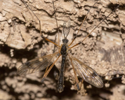 Cranefly - Dictenidia bimaculata m 23/06/18.jpg
