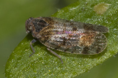 Lacehopper - Tachycixius pilosus 23/06/18.jpg