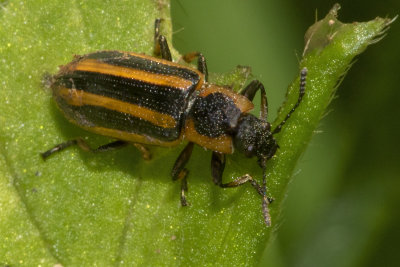 Beetle - Prasocuris phellandrii 25/06/18.jpg