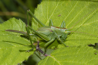 Week 27 - Great Green Bush Cricket - Tettigonia viridissima nymph stage.jpg