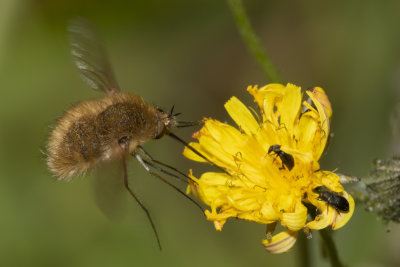 Week 27 - Western Bee Fly - Bombylius canescens.jpg