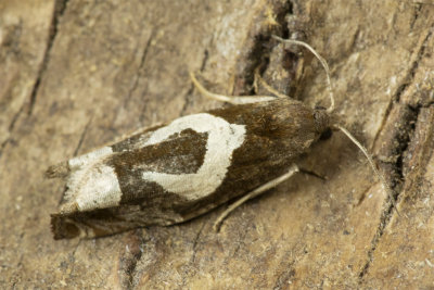 Epiblema foenella moth 30/06/18_2.jpg