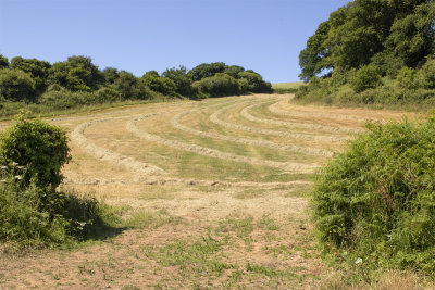 Week 28 - Grass drying near Aveton Wood.jpg