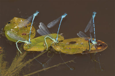 Azure Damselflies egg laying 07/07/18.jpg