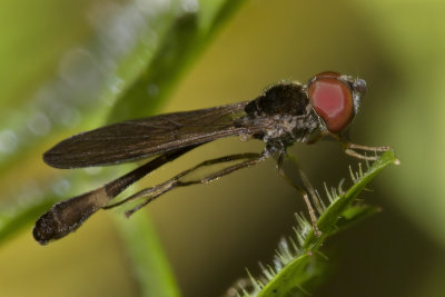 Baccha elongata m 11/07/18.jpg