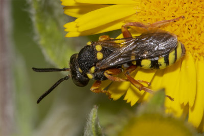 Blunthorn Nomad Bee - Nomada flavopicta f 13/07/18.jpg