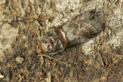 Micro Moth - Acrobasis advenella 14/07/18.jpg