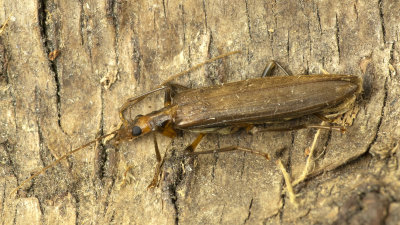 Oedemera femoralis 14/07/18.jpg