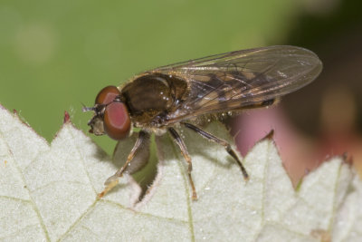 Platycheirus peltatus m 17/07/18.jpg