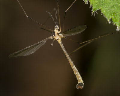 Cranefly - Cylindrotoma distinctissima m 19/07/18.jpg