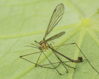 Cranefly - Cylindrotoma distinctissima m 19/07/18 #2.jpg