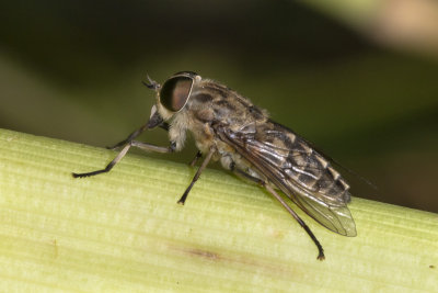 Large Marsh Horsefly - Tabanus autumnalis female 10/07/18.jpg