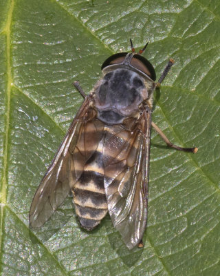 Dark Giant Horsefly - Tabanus sudeticus f 22/07/18.jpg