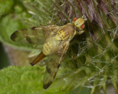 Picture-winged Fly - Terellia tussilaginis 22/07/18.jpg