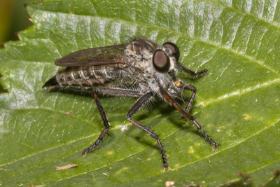 Kite-tailed Robberfly - Machimus atricapillus female 24/07/18 #2.jpg