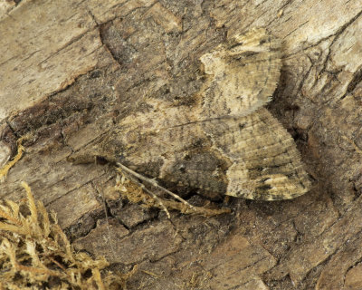 Bloxworth Snout Moth - Hypena obsitalis 29/07/18.jpg