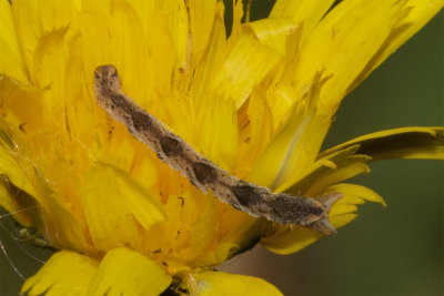 Pug Moth Caterpillar 02/08/18.jpg