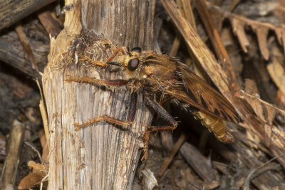 Hornet Robberfly - Asilus crabroniformis 08/08/18.jpg