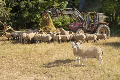 Week 32 - Feeding Sheep at Motherhill Farm.jpg