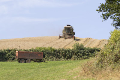 Week 32 - Harvesting near Aveton Wood.jpg