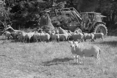 Feeding Sheep at Motherhill Farm B&W.jpg