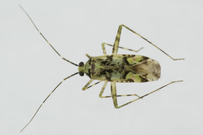 Phytocoris tiliae 07/08/18.jpg