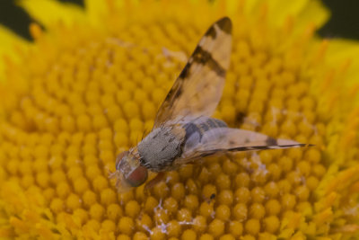 Picture-winged Fly - Sphenella marginata 09/08/18.jpg