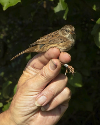 Week 33 - Bird ringing at South Milton Lea - ready for release.jpg