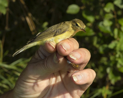 Bird ringing at South Milton Lea - Willow Warbler.jpg