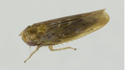 Leafhopper - Thamnotettix dilutior 18/08/18.jpg