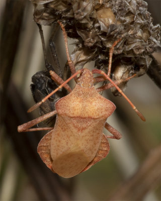 Dock Bug odd colour 21/08/18 top.jpg