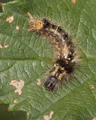 Caterpillar possibly Knotgrass 21/08/18.jpg