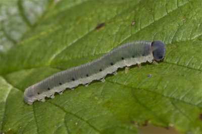 Sawfly larva unidentified 06/09/18.jpg