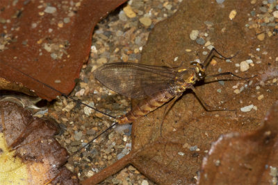 unid_Mayfly_060918.jpg