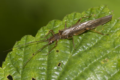 Stonefly - Willow Fly - Euleuctra geniculata poss 06/09/18.jpg