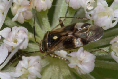 Orthops basalis 10/09/18.jpg