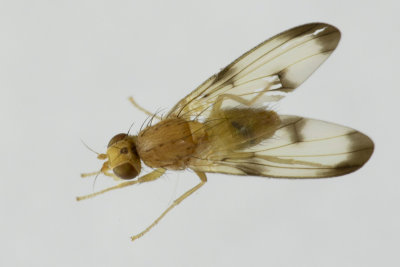 Three-spotted Flutter Fly - Palloptera trimacula 15/09/18.jpg