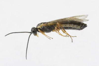 Sawfly - Selandria serva side view 19/05/18_side.jpg