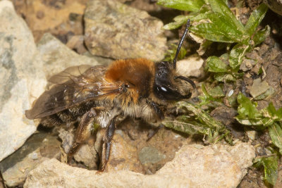 Painted Mining Bee - Andrena fucata f 15/05/18.jpg