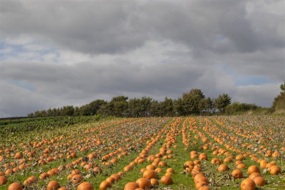 Week 38 - Pumpkin Field at Mill Farm South Milton 24/09/18.jpg
