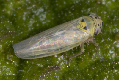 Leafhopper - Macrosteles sp - i top view 24/09/18.jpg