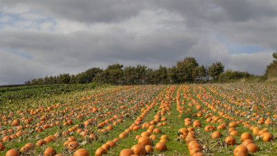 Pumpkin Field at Mill Farm - alternative crop.jpg