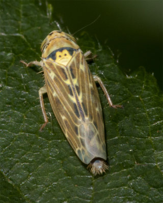 Leafhopper - Lamprotettix nitidulus 25/09/18_top.jpg