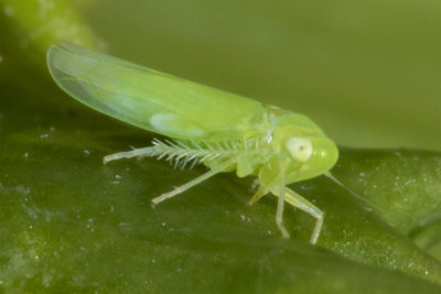 Leafhopper - Empoasca decipens 28/09/18.jpg