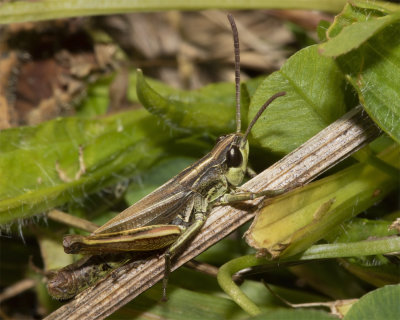 Meadow Grasshopper m variation 09/10/18.jpg