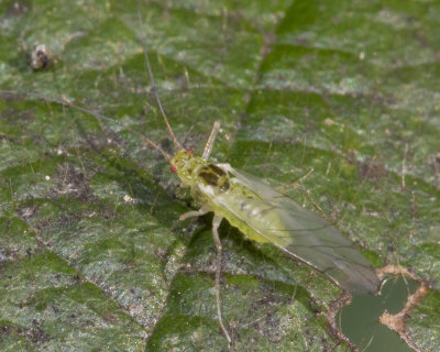 Narrow Barklice - Stenopsocus immaculatus poss 10/10/18.jpg