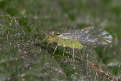 Narrow Barklice - Stenopsocus immaculatus poss 10/10/18 #2.jpg